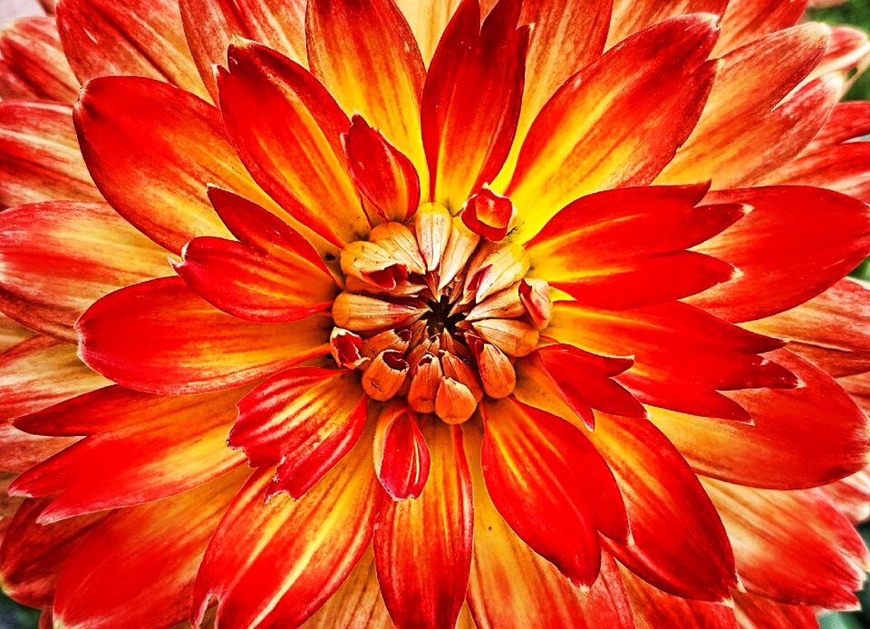 Nature plant summer