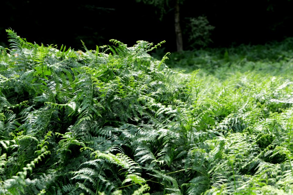 NSG Reichenbachtal 2020-08-18 23