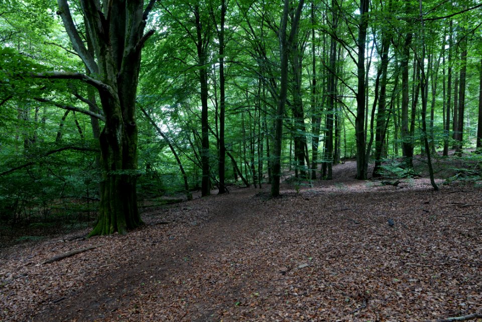 NSG Reichenbachtal 2020-08-18 30