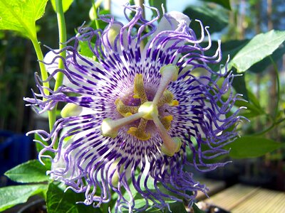 Tropicale petals villi