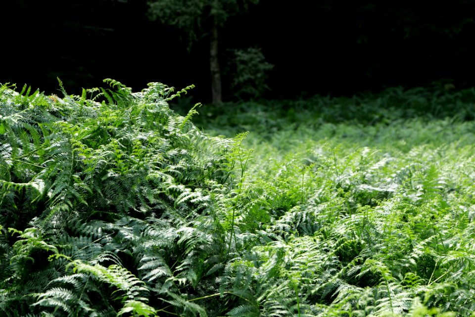 NSG Reichenbachtal 2020-08-18 21