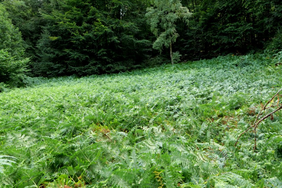 NSG Reichenbachtal 2020-08-18 20