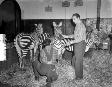 Ochtendtoilet zebras circus Amsterdam, Bestanddeelnr 906-1836