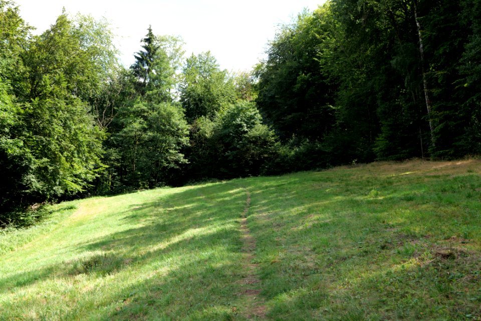 NSG Reichenbachtal 2020-08-18 11