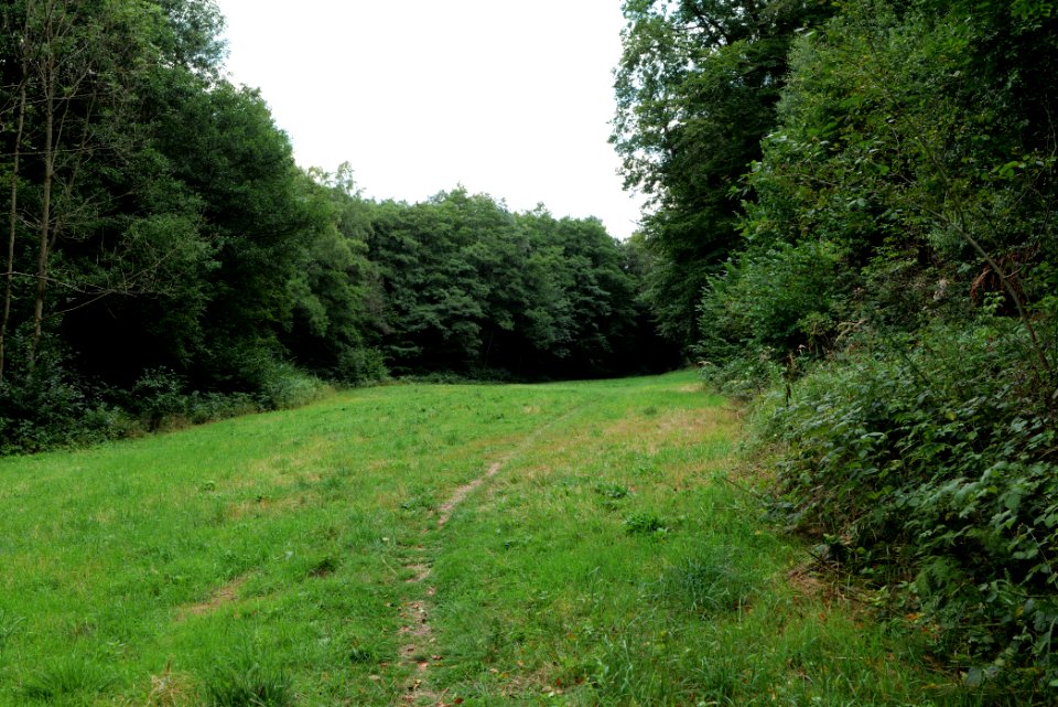 NSG Reichenbachtal 2020-08-18 36