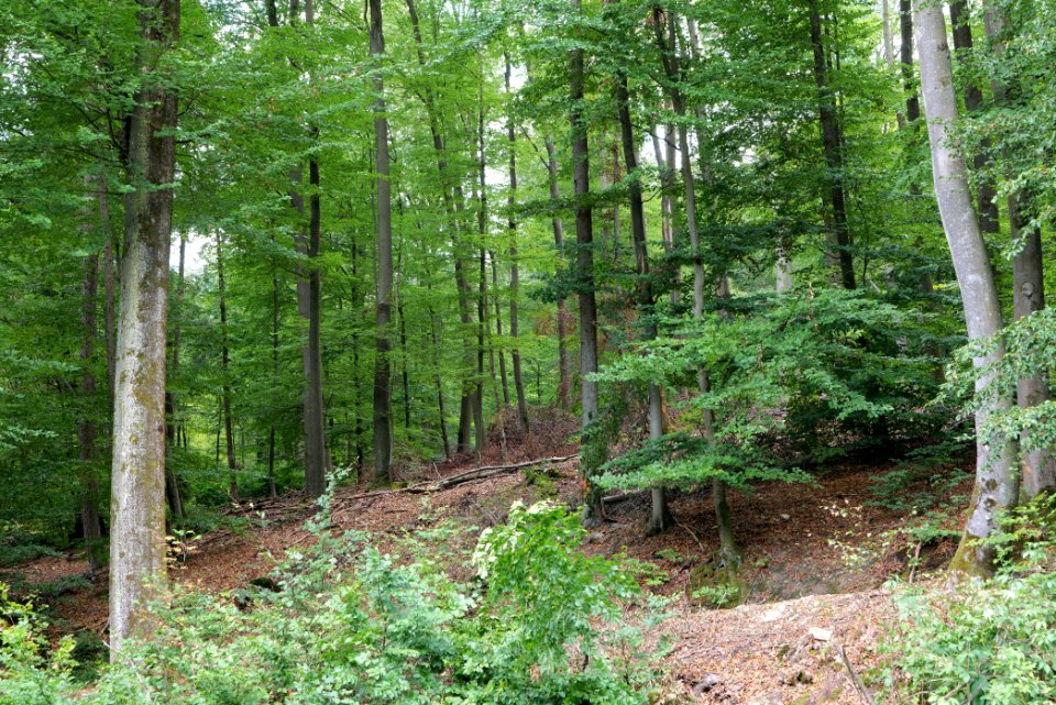 NSG Reichenbachtal 2020-08-18 38