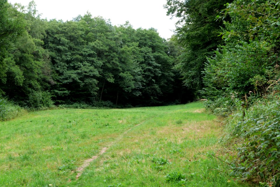NSG Reichenbachtal 2020-08-18 35