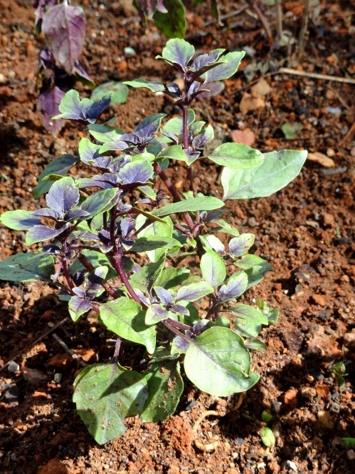 Ocimum pupuraceus - Jardim Botânico de Brasília - DSC09662