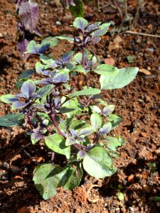 Ocimum pupuraceus - Jardim Botânico de Brasília - DSC09662