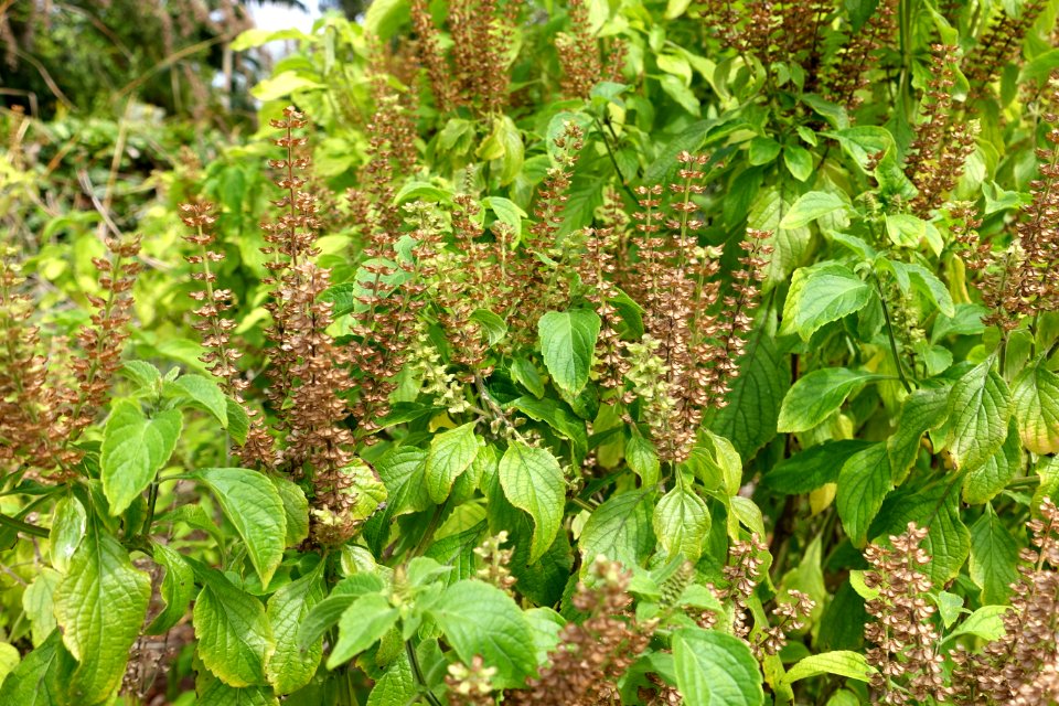 Ocimum gratissimum - Mounts Botanical Garden - Palm Beach County, Florida - DSC03706
