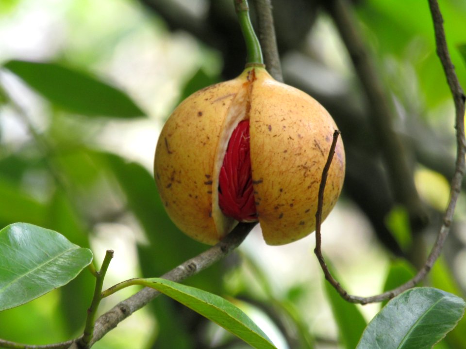 NutmegStVincent2