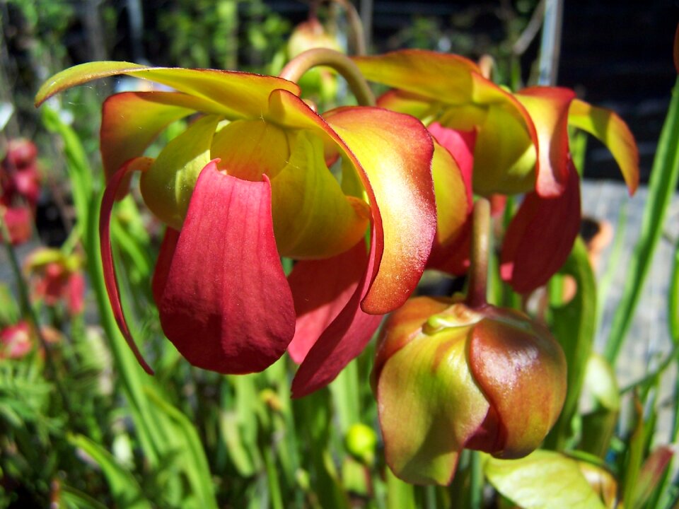 Carnivora rustica north america