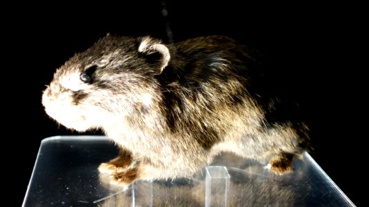 Ochotona hyperborea - National Museum of Nature and Science, Tokyo - DSC06868