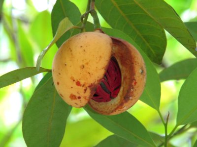 NutmegStVincent3