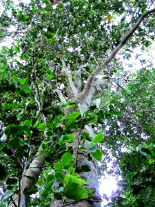 Ocotea bullata - Black Stinkwood tree - Newlands Forest - Cape Town 2 photo