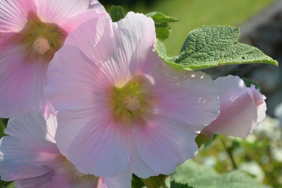Nature spring flowering