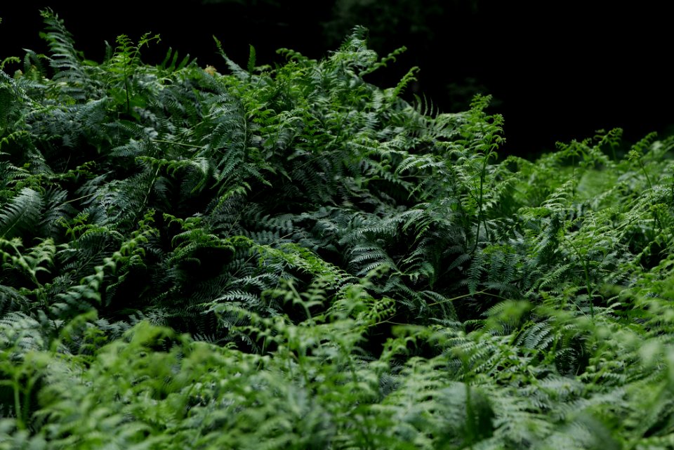 NSG Reichenbachtal 2020-08-18 25