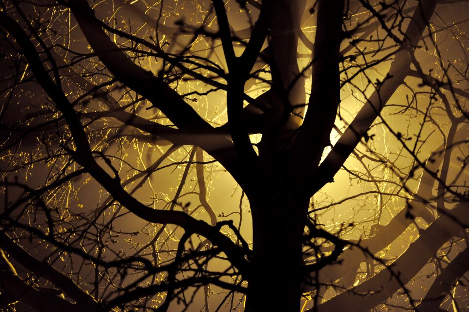 Light silhouette tree