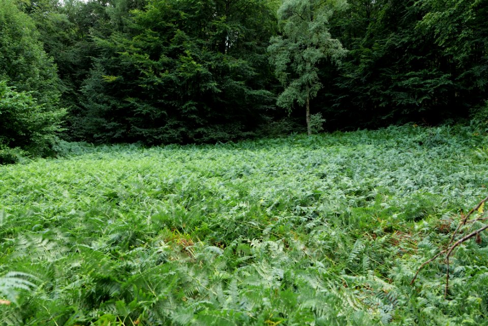 NSG Reichenbachtal 2020-08-18 19