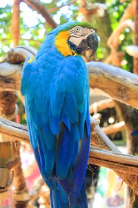 Arara bird brazilian fauna
