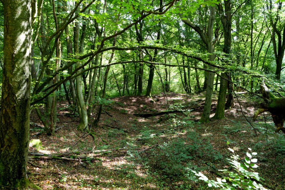 NSG Reichenbachtal 2020-08-18 14