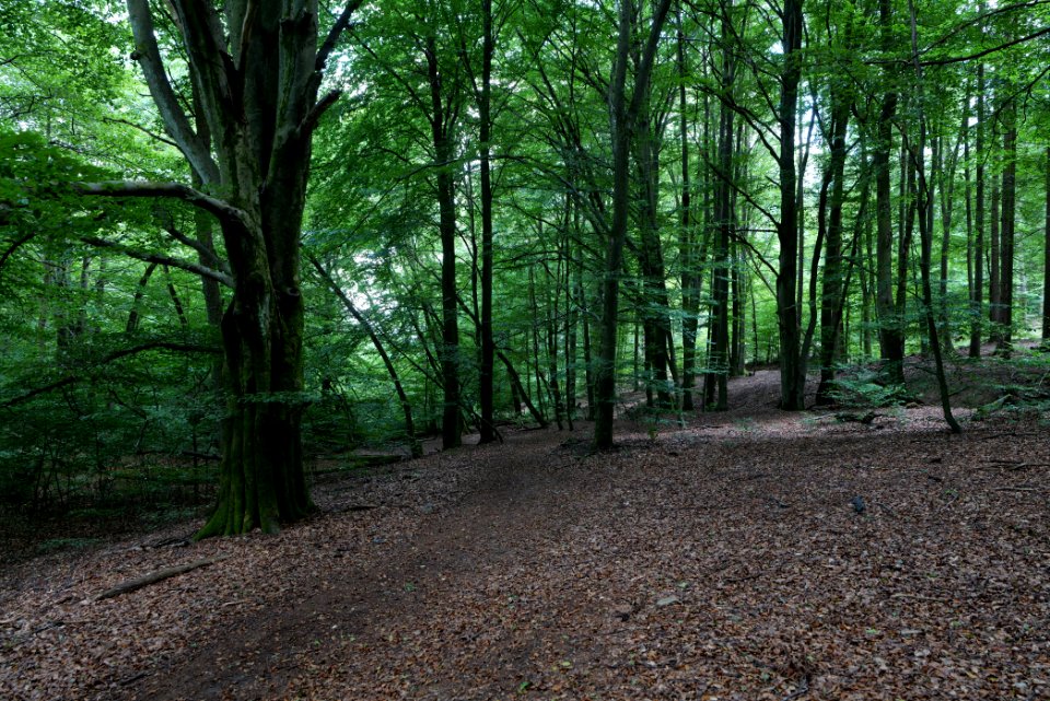 NSG Reichenbachtal 2020-08-18 31