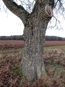 Nuss Wargolshausen, 1