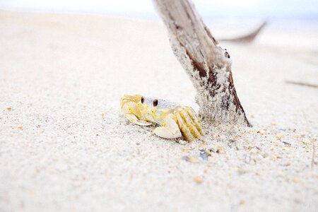 Crab sand shore photo