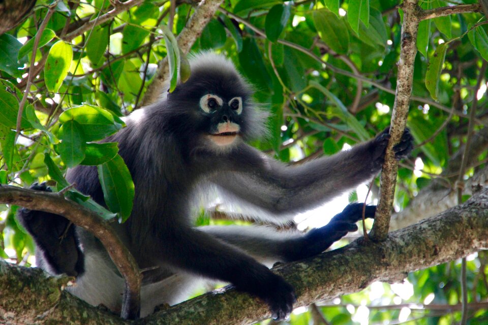 Jungle animal nature