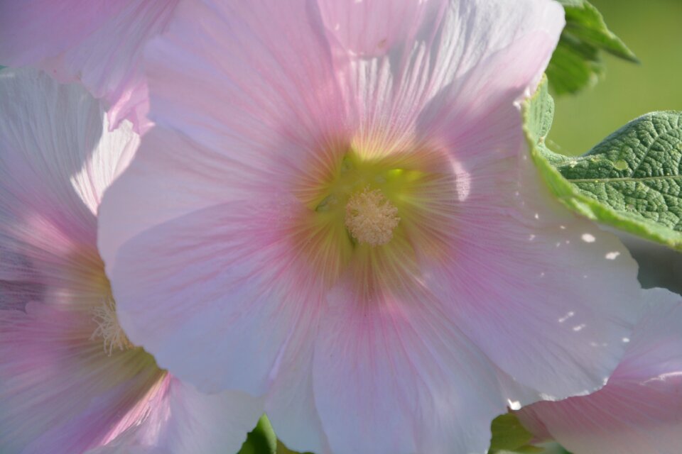 Nature spring flowering