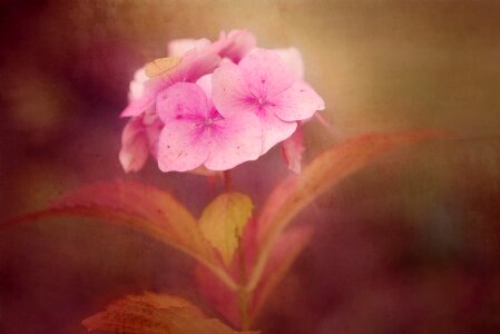 Pink flowers pink flower phlox photo