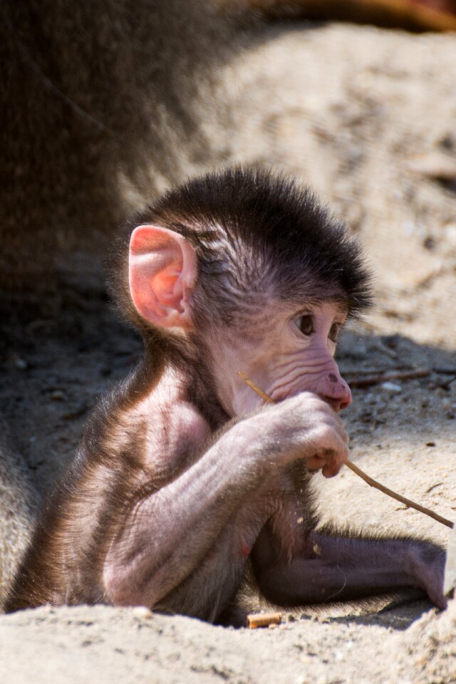 Young animal cute sweet