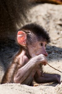 Young animal cute sweet