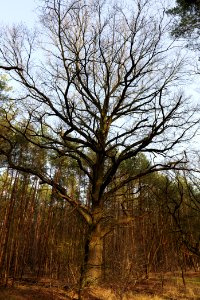 Nuthe-Nieplitz-Niederung 2021-02-24 12