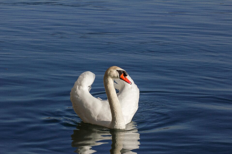 Nature animal water bird