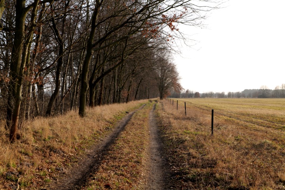 Nuthe-Nieplitz-Niederung 2021-02-24 60