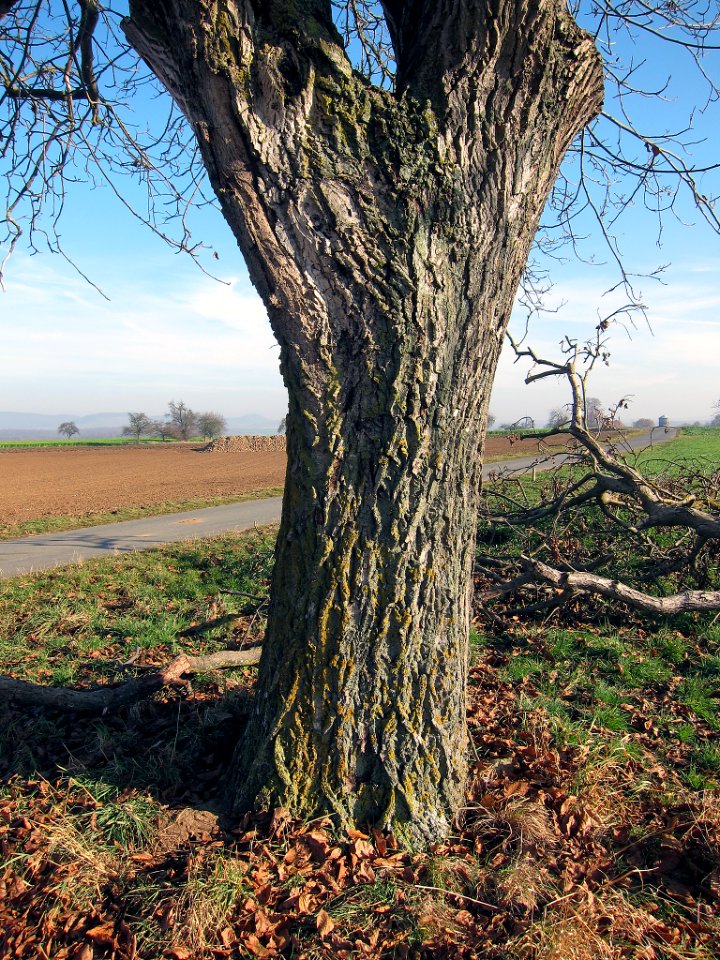 Nuss Willanzheim, 1