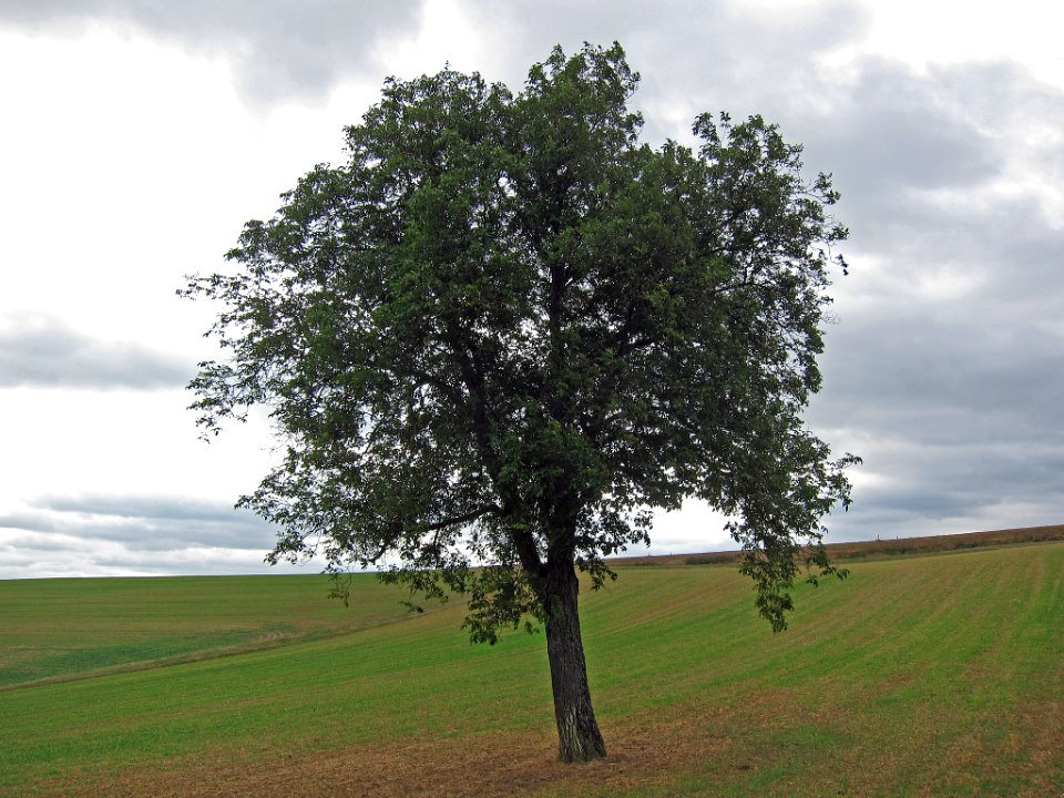 Nuss Urspringen, 2