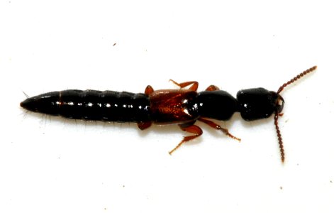 Nudobius-lentus-03-fws