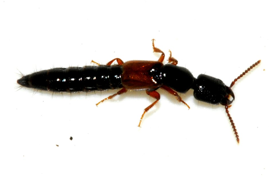 Nudobius-lentus-02-fws