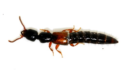 Nudobius-lentus-09-fws