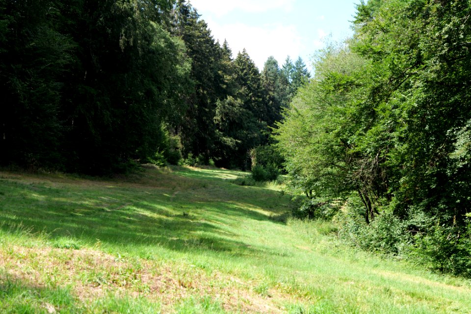 NSG Reichenbachtal 2020-08-18 12