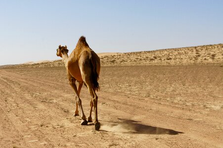 Bedouin animal world oman photo