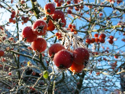 Frozen cold berry red photo