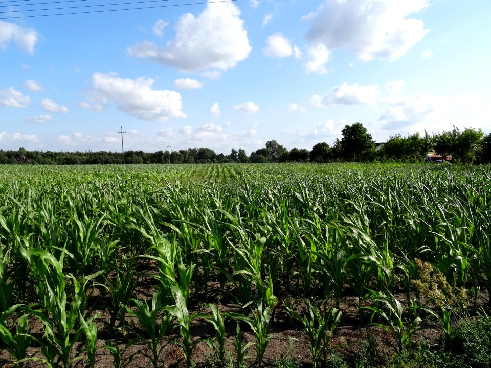NowaWiesWlk field 7-2015