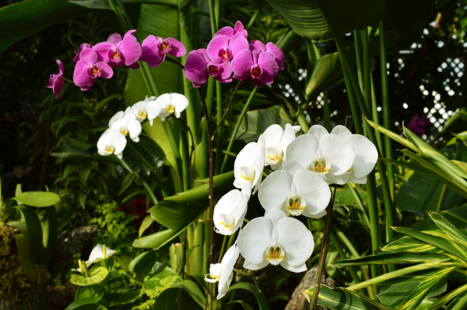Flowers botany nature