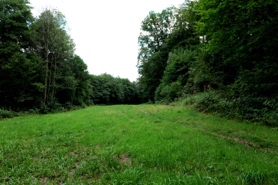 NSG Reichenbachtal 2020-08-18 34