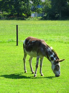 Farm animal countryside browser photo