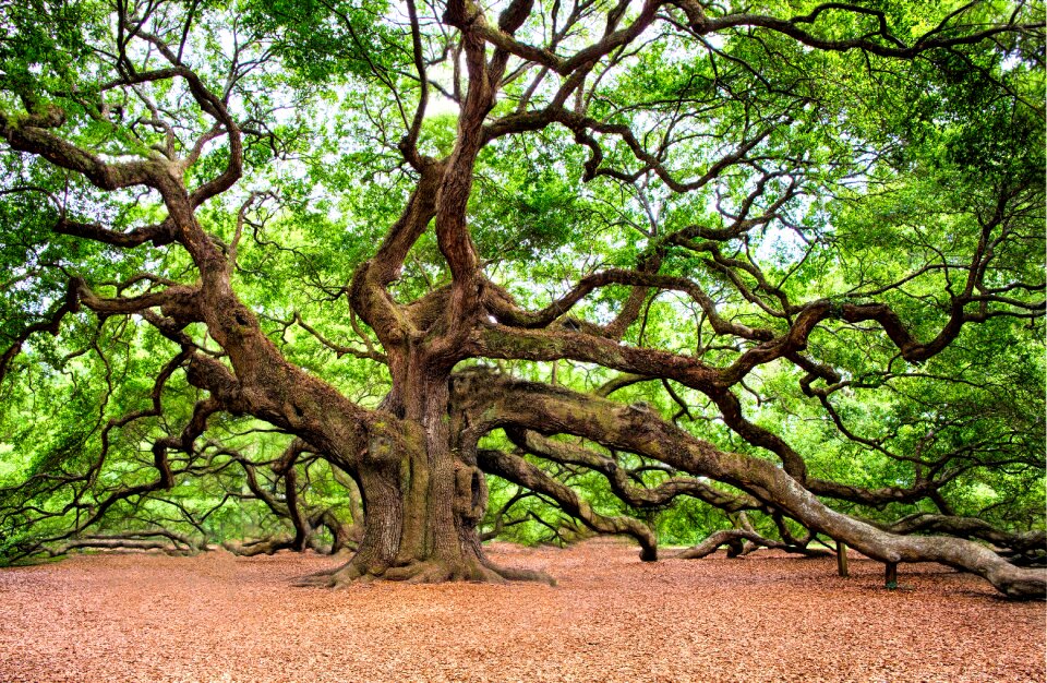 Old charleston nature