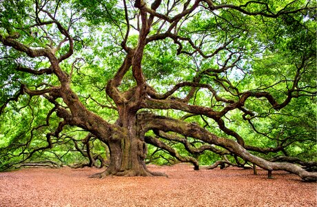 Old charleston nature